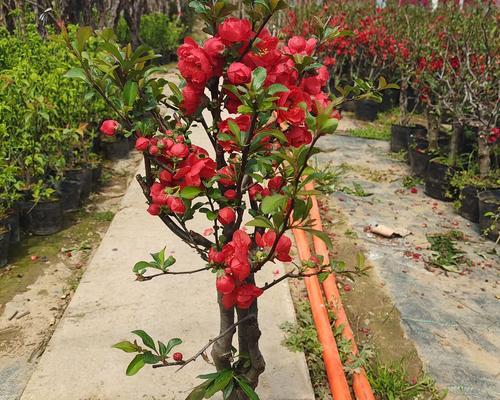 长寿海棠开花时间及花期（生长环境与栽培技巧也影响开花）