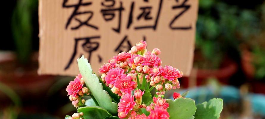 长寿花的开花周期（探究长寿花开花周期的因素与特点）