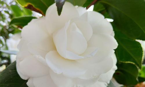 白色山茶花的花语（探寻白色山茶花的美丽与意义）