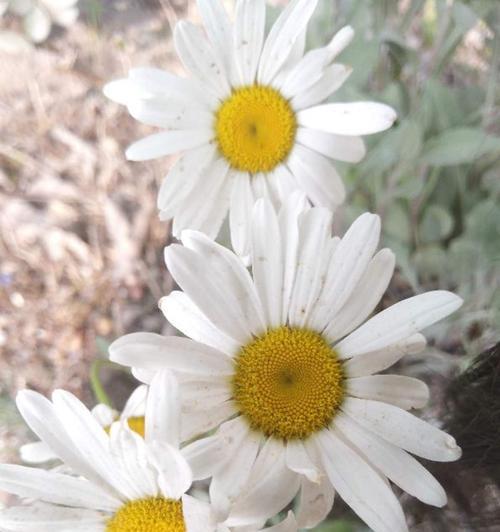 白色小雏菊的花语与意义（探寻白色小雏菊的神秘花语）