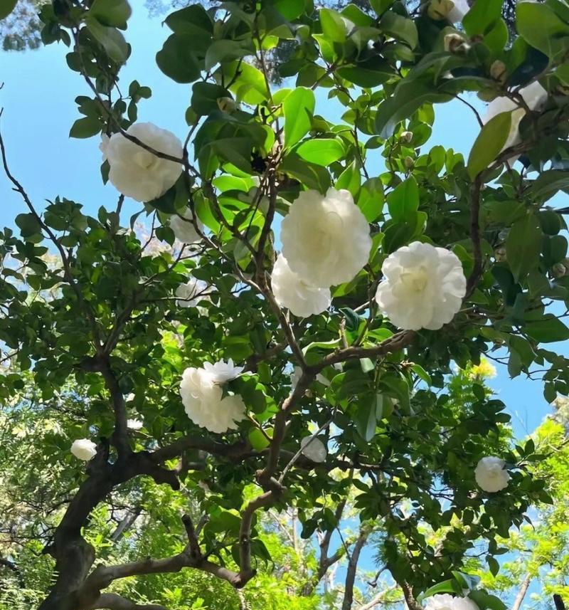 白山茶花语的美丽寓意（以花言巧语传递情感）