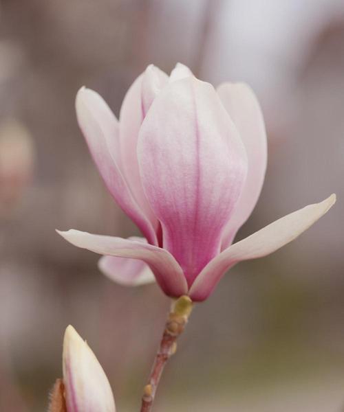 白玉兰的花语与美丽的寓意（白玉兰的花语与传承千年的文化）