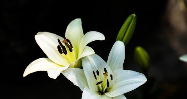 百合花的寓意与象征（探索百合花的深层涵义与文化背景）