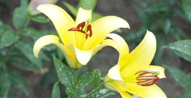 百合花的象征意义与传说（揭开百合花背后的奇幻之谜）