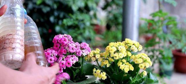 长寿花开花时间及花期详解（什么季节开花）