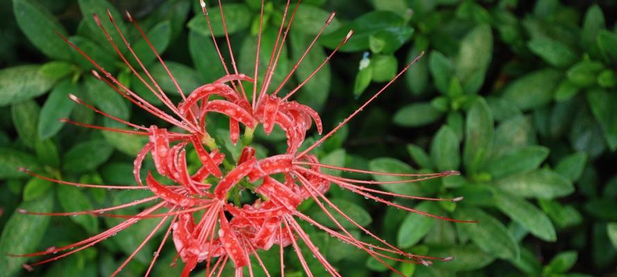 彼岸花的花语与象征意义（彼岸花的神秘之美）