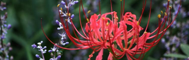 彼岸花的花语与象征意义（彼岸花的神秘之美）