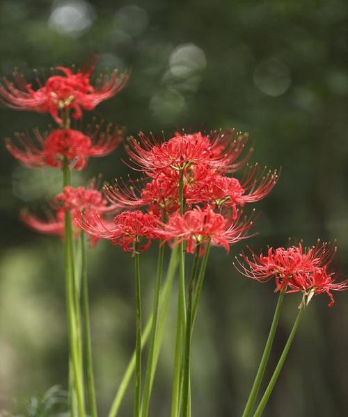 彼岸花的传说与花语（探秘彼岸花的起源与传说）