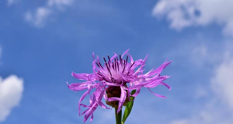 探寻矢车菊花语之奥秘（不同颜色矢车菊的花语解析与传达方式）