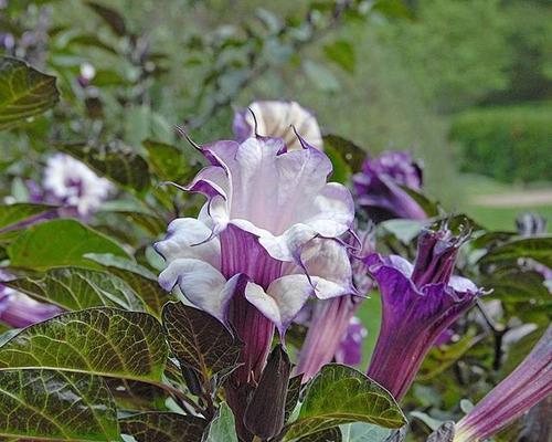 曼陀罗的花语（茶色曼陀罗和黄色曼陀罗的花语解析）