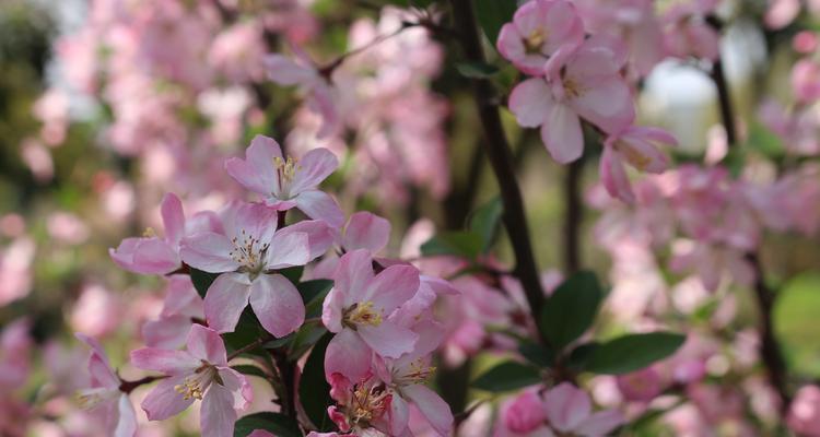 垂丝海棠花语（探索垂丝海棠花语）