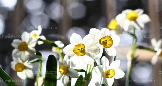 纯白水仙花花语的寓意与传承（花开于冬天）