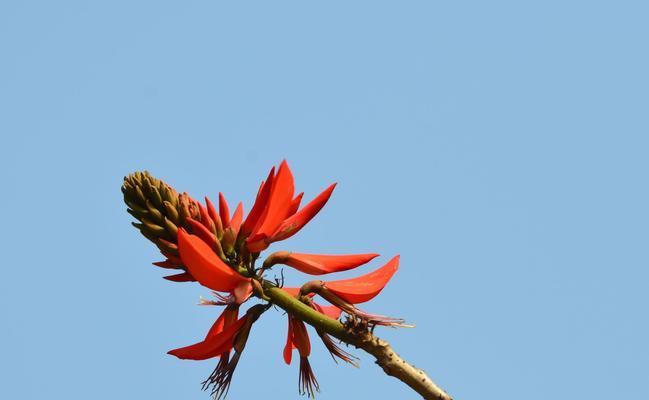 刺桐花的花语及象征意义（探寻刺桐花的美丽与哲学）