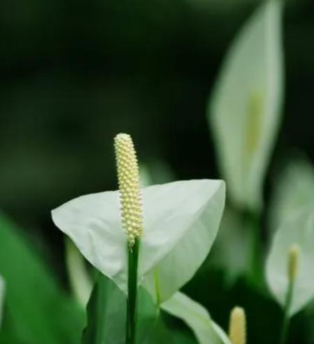 友谊之花（探寻友谊之花的象征意义和深刻内涵）