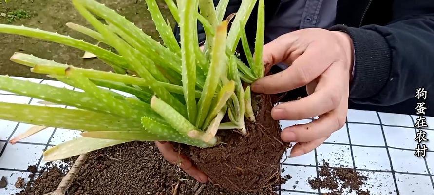 芦荟移盆后的浇水技巧（新手必备）