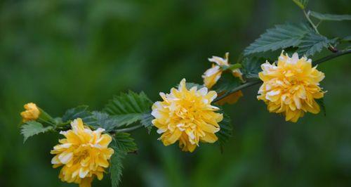 以棣棠花，花开寓意闲适宁静（沐浴芬芳）