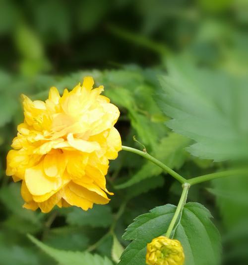 以棣棠花，花开寓意闲适宁静（沐浴芬芳）