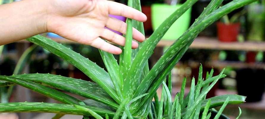 芦荟栽培的最佳土壤种类（如何选择适合芦荟生长的土壤）