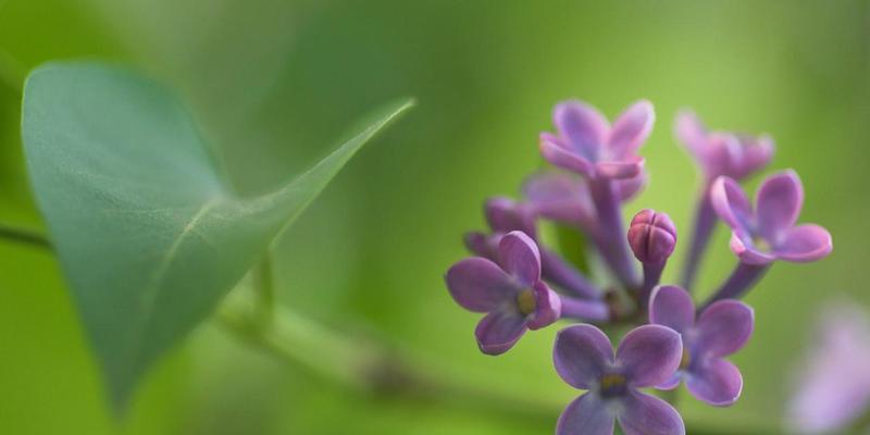 丁香花语（深情厚意）