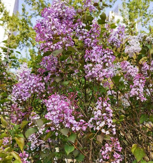 丁香花（用丁香花传达心意）