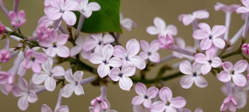 丁香花（花开花落诉说爱意）