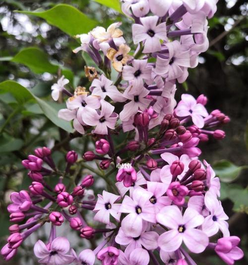 丁香花（花开花落诉说爱意）