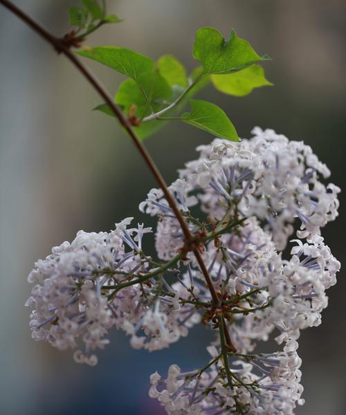 丁香花的寓意与象征（传递情感与希望的花朵）