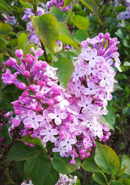 丁香花的寓意与象征（传递情感与希望的花朵）