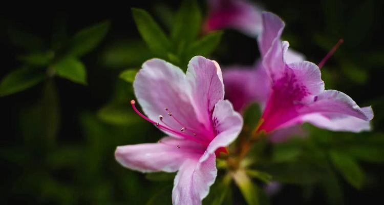 杜鹃花的花语与寓意（以花开报春）