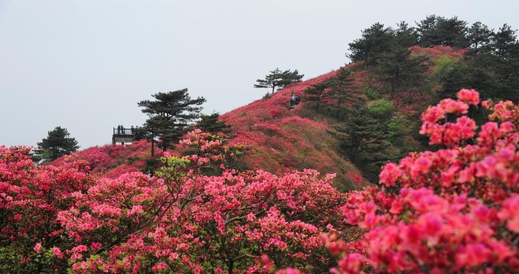 杜鹃花的寓意与象征意义（美丽绽放的杜鹃花）