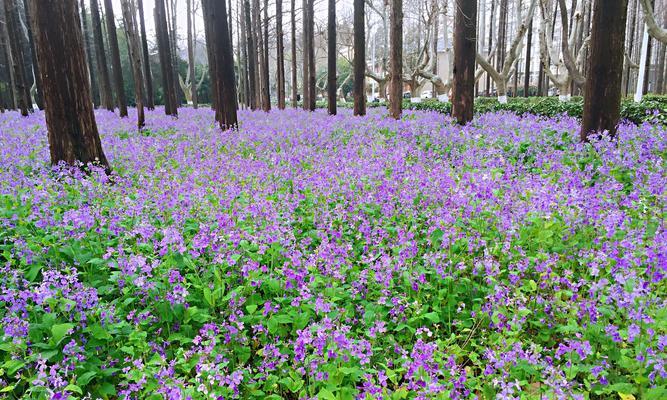 二月兰的花语——寄托爱与祝福（花语传递温暖与希望的神奇力量）