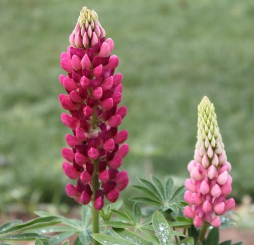 鲁冰花的花期与开花次数（探究鲁冰花的开花规律及生长习性）