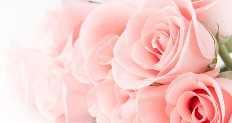 粉红玫瑰的象征意义及文化内涵（揭秘粉红玫瑰的浪漫与温柔）