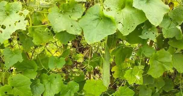 露地丝瓜种植指南（选择适宜的时间和方法）