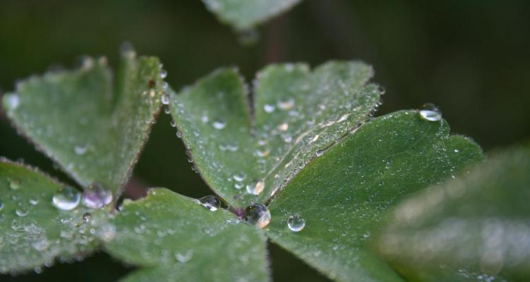 露水之恩，植物之福（揭秘露水对植物的神奇作用）