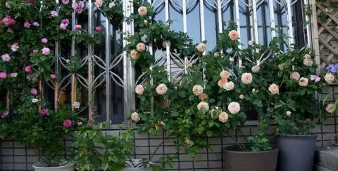 北方露台花卉养护指南——打造舒适宜人的户外花园