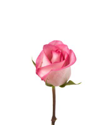 粉玫瑰的寓意与象征（花语之美丽与柔情）