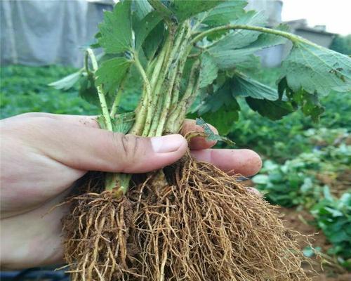 露天草莓苗种植最佳时间（掌握最佳时间）