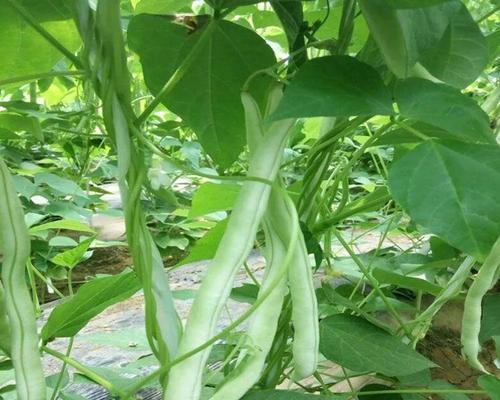 露天芸豆种植最佳时期（种植须知）