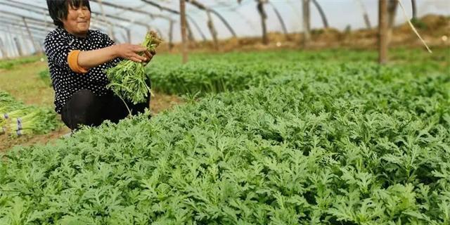 露天茼蒿种植指南（从种子选择到收获全程解析）