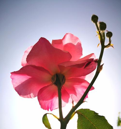 丰花月季花语（饱满、高贵、热情）