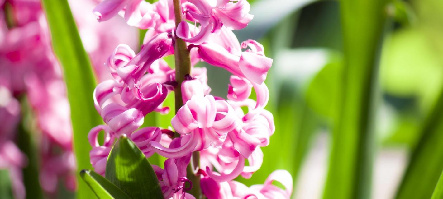 风信子花语（追寻爱与希望的心灵之花——风信子的花语解读）