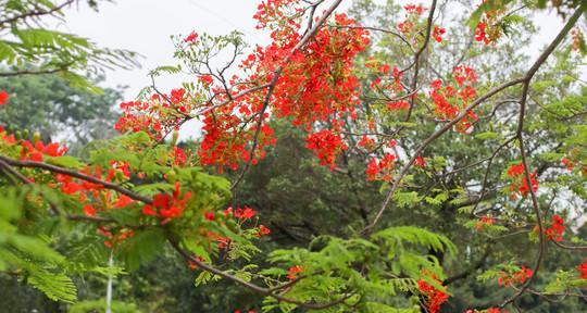 凤凰花（重生之花与勇敢的灵魂）