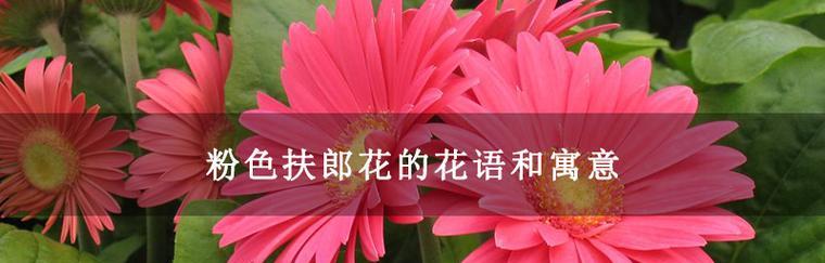 扶郎花的花语及其意义（探寻扶郎花的神秘之美）