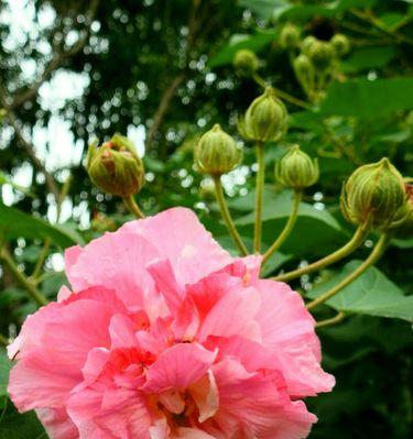 芙蓉花的花语——悠然自得的美丽（用芙蓉花传递心灵的宁静和坚强）