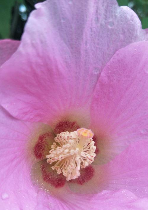 芙蓉花的花语——悠然自得的美丽（用芙蓉花传递心灵的宁静和坚强）