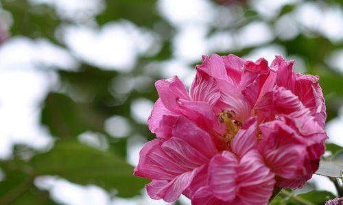 芙蓉花的象征意义与美学价值（探寻芙蓉花的文化内涵与魅力）