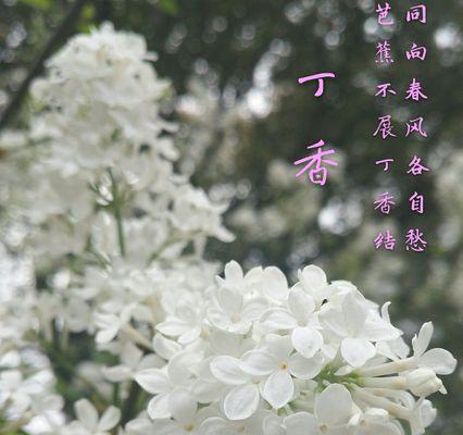 芙蓉树花语（借芙蓉树的花开）