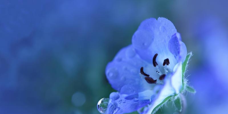 芙蓉树花语（借芙蓉树的花开）