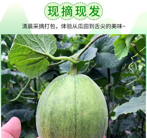 绿宝甜瓜种植全攻略